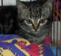 kitties02.jpg