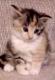 kitties07.JPG