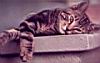 kitties09.jpg