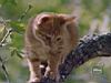 kitties16.jpg