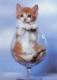 kitties18.jpg