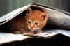 kitties19.jpg