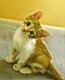 kitties20.jpg