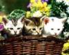 kitties21.jpg