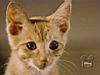 kitties22.jpg