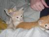 kitties23.jpg