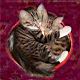 kitties24.jpg
