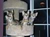 kitties25.jpg