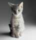 kitties26.jpg