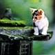 kitties27.jpg