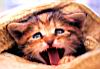 kitties28.jpg