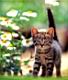 kitties30.jpg
