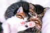 kitties33.jpg