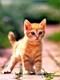 kitties35.jpg