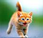 kitties37.jpg