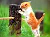 kitties39.jpg