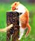 kitties40.jpg