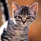 kitties41.jpg