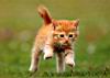 kitties42.jpg