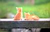 kitties43.jpg