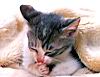 kitties47.jpg