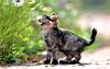 kitties48.jpg