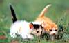 kitties50.jpg