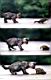 kitties52.jpg