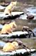 kitties53.jpg