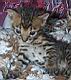 kitties55.jpg