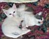 kitties58.jpg