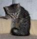 kitties59.jpg